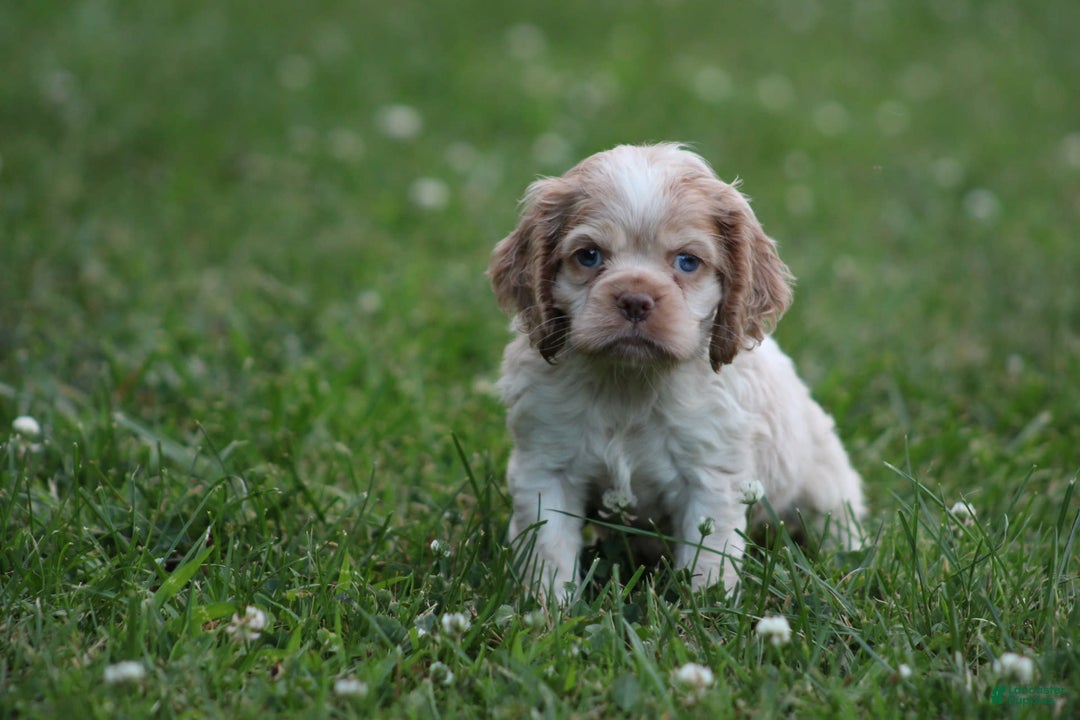Cocker Spaniel dogs for sale: Addison - Image 2