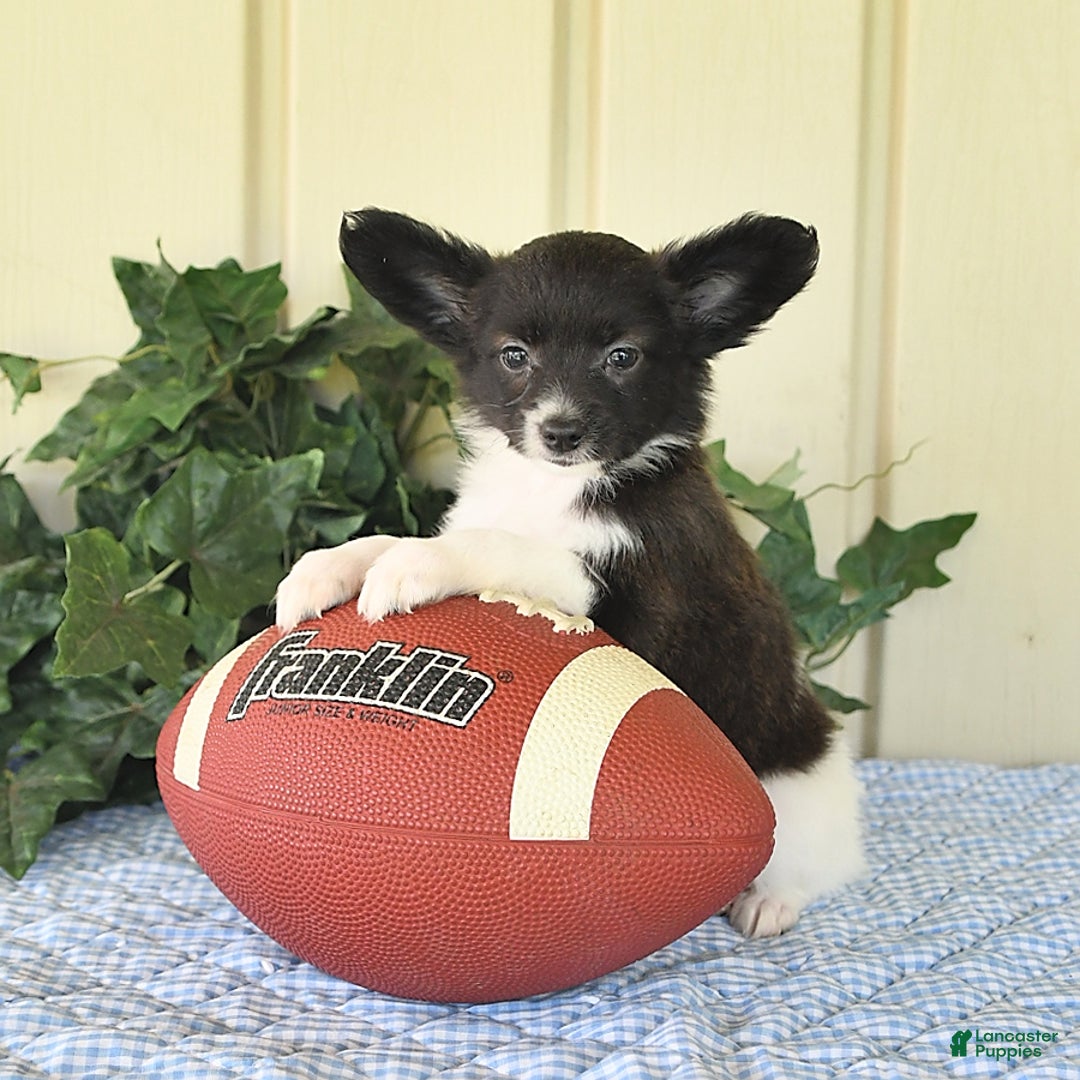 Papillon dogs for sale: Mitch - Image 3