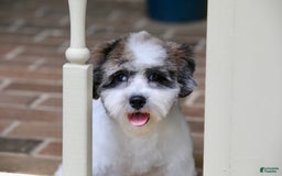 Shihpoo dogs for sale: Leo - Image 13