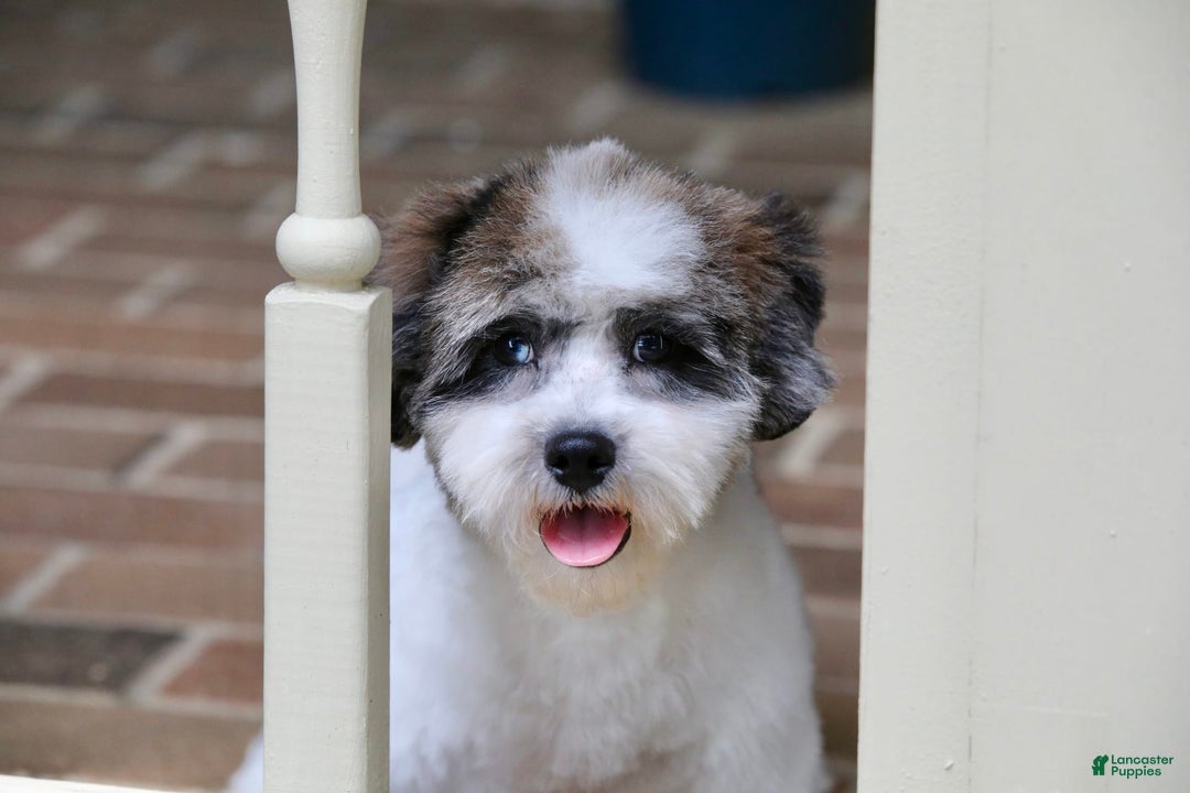 Shihpoo dogs for sale: Leo - Image 13