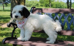 Mini Bernedoodle dogs for sale: Lennon - Image 36