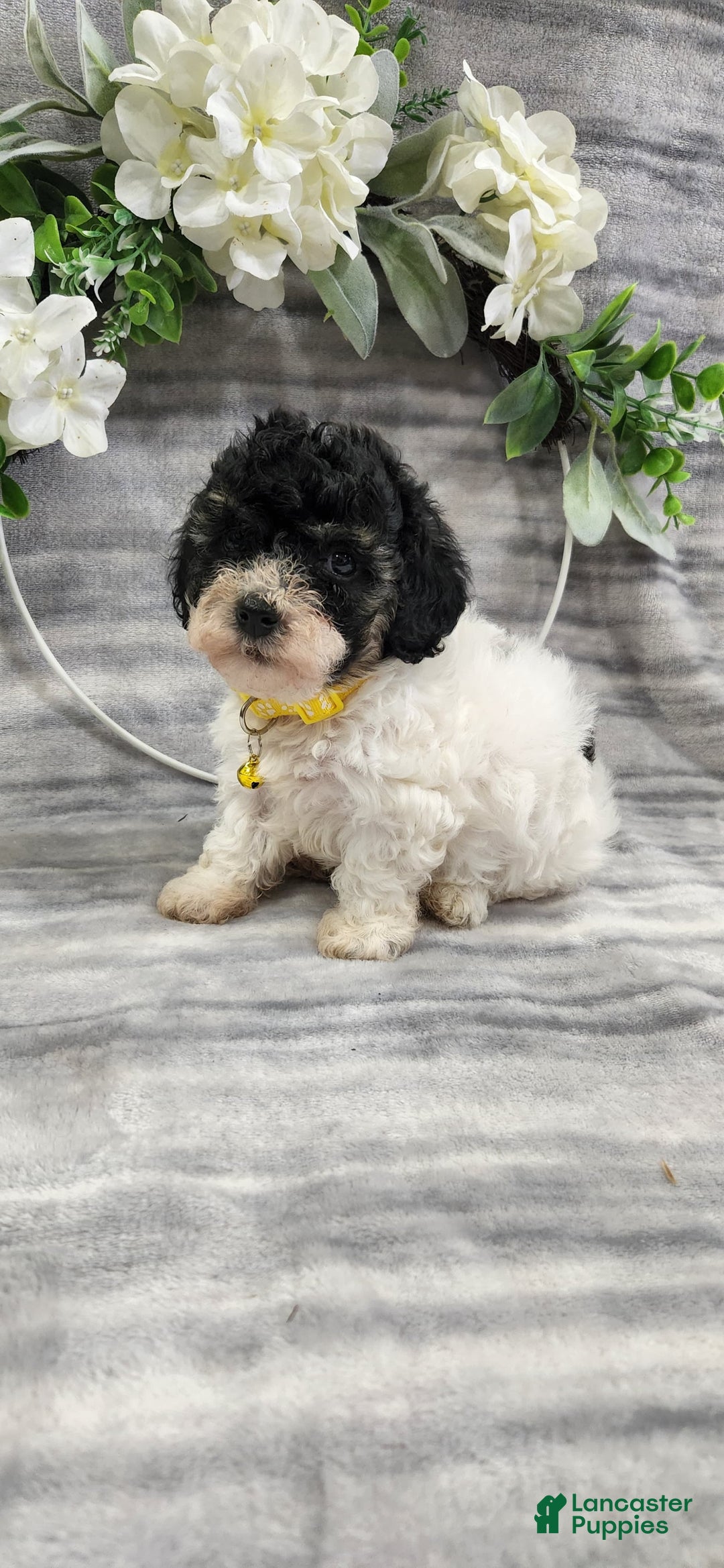 Cavapoo dogs for sale: Honey - Image 4