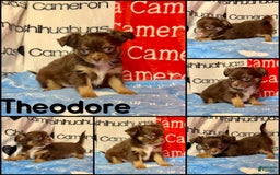 Chihuahua dogs for sale: Theodore Chocolate Lc - Image 35