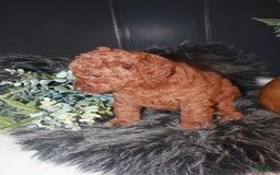 Mini Goldendoodle dogs for sale: Macy - Image 2