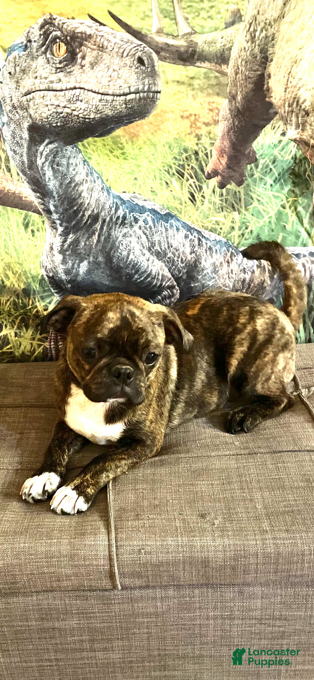 Pug dogs for sale: Rex - Image 4