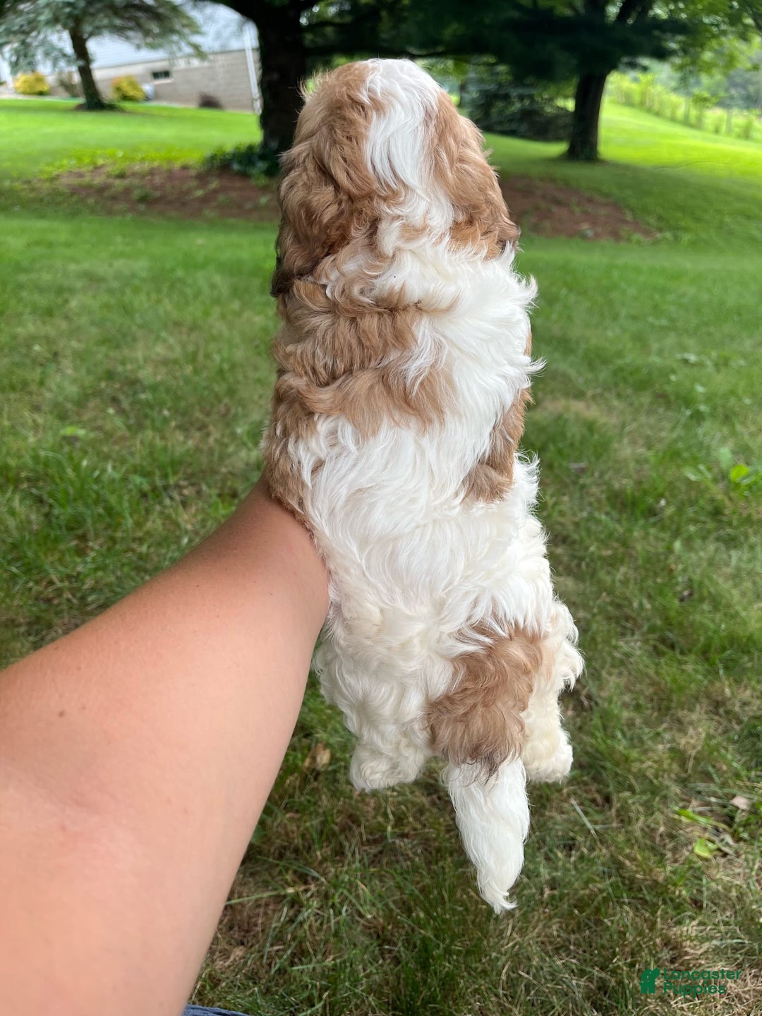 Cavapoo dogs for sale: Dallas - Image 7
