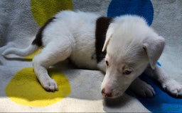 Border Collie dogs for sale: Charlie - Image 9