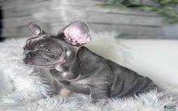 French Bulldog dogs for sale: Izzy - Image 3