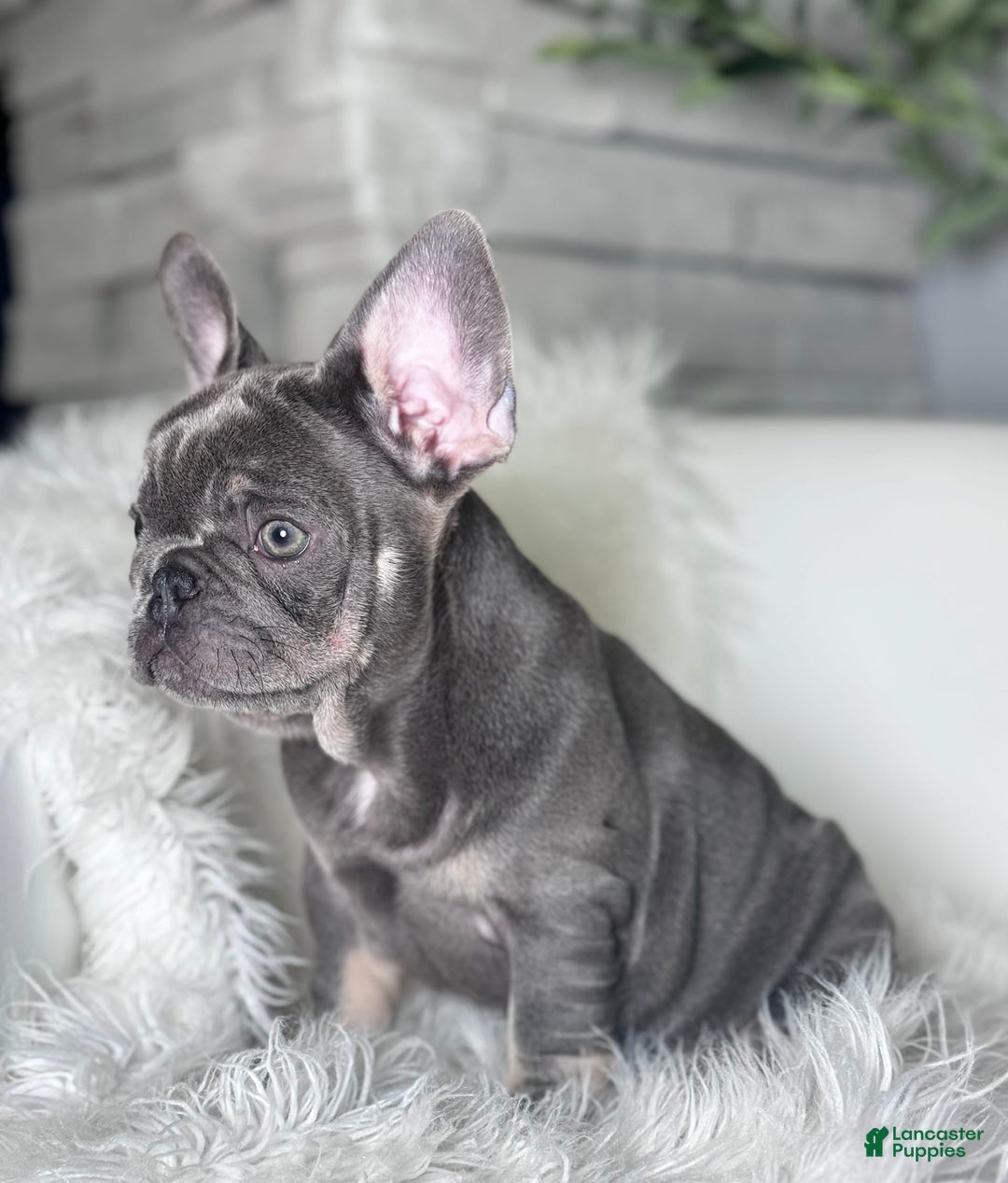 French Bulldog dogs for sale: Izzy - Image 3