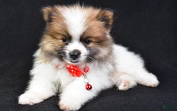 Pomeranian dogs for sale: Edger - Image 7