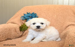 Bichon Frise dogs for sale: Kooper - Image 1