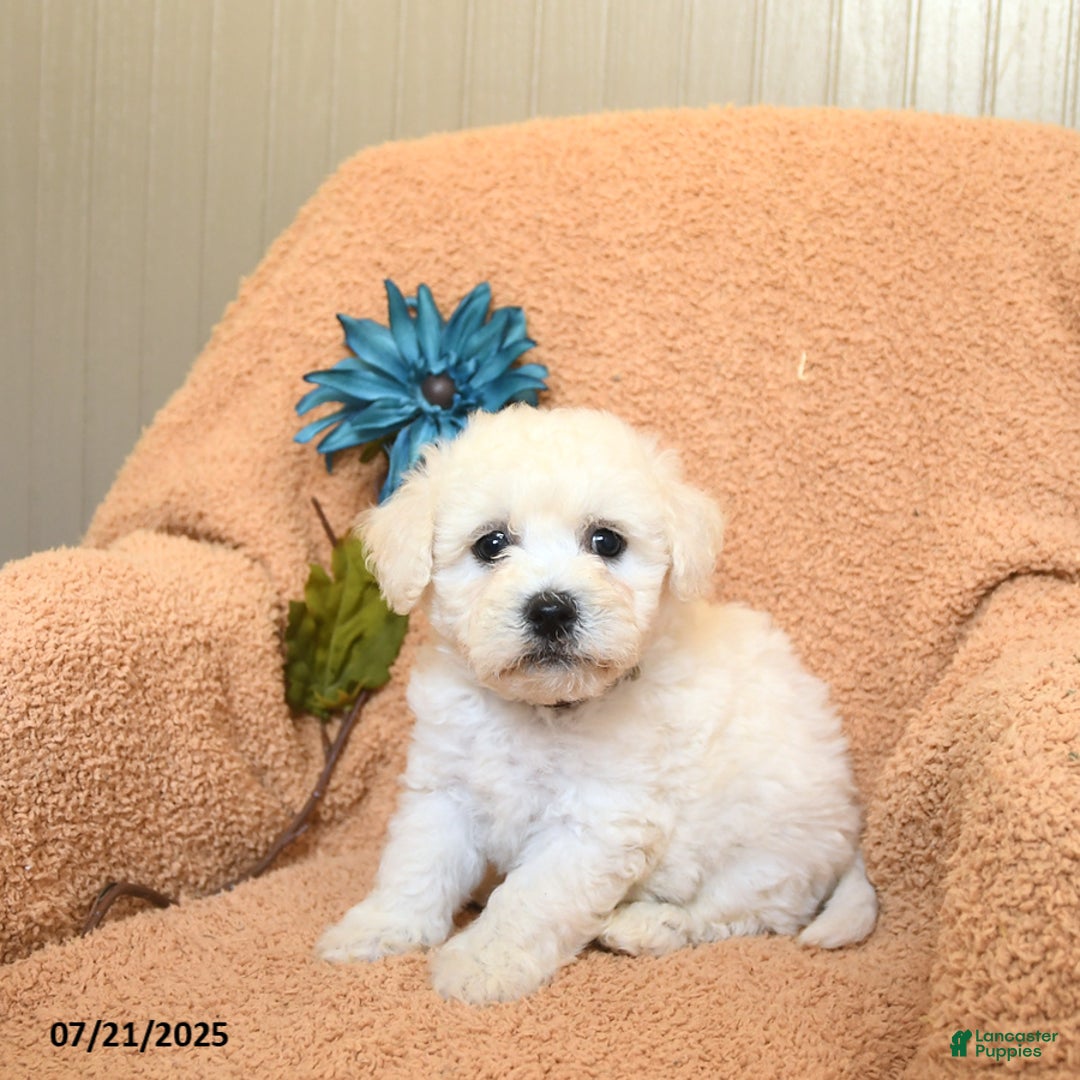 Bichon Frise dogs for sale: Kooper - Image 1