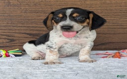 Beagle dogs for sale: Riley - Image 18