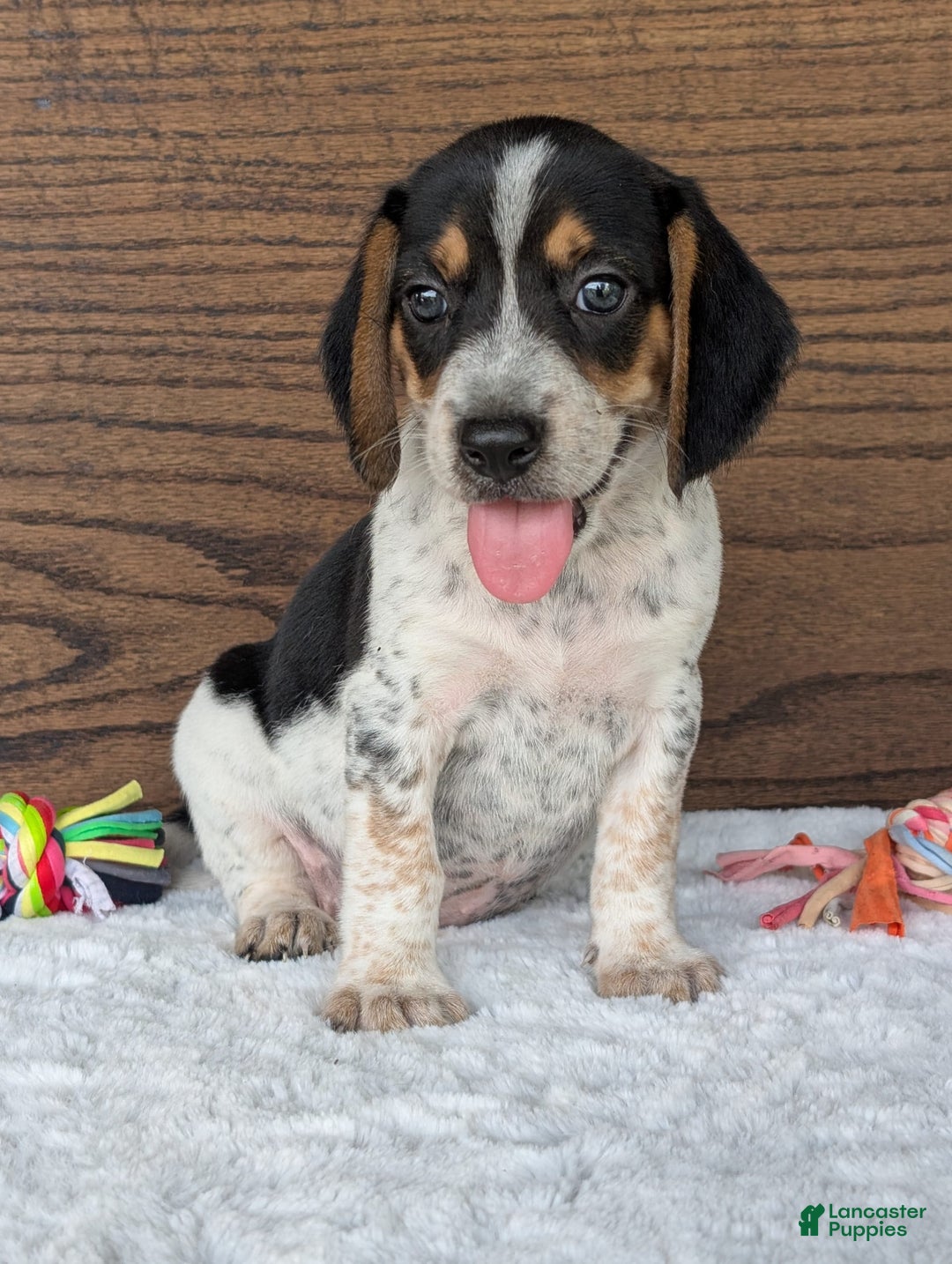 Beagle dogs for sale: Riley - Image 18