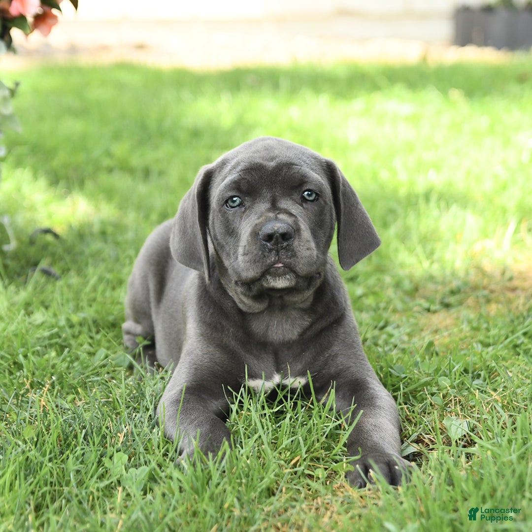 Cane Corso dogs for sale: Buzz - Image 3