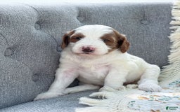 Goldendoodle dogs for sale: Alice - Image 14