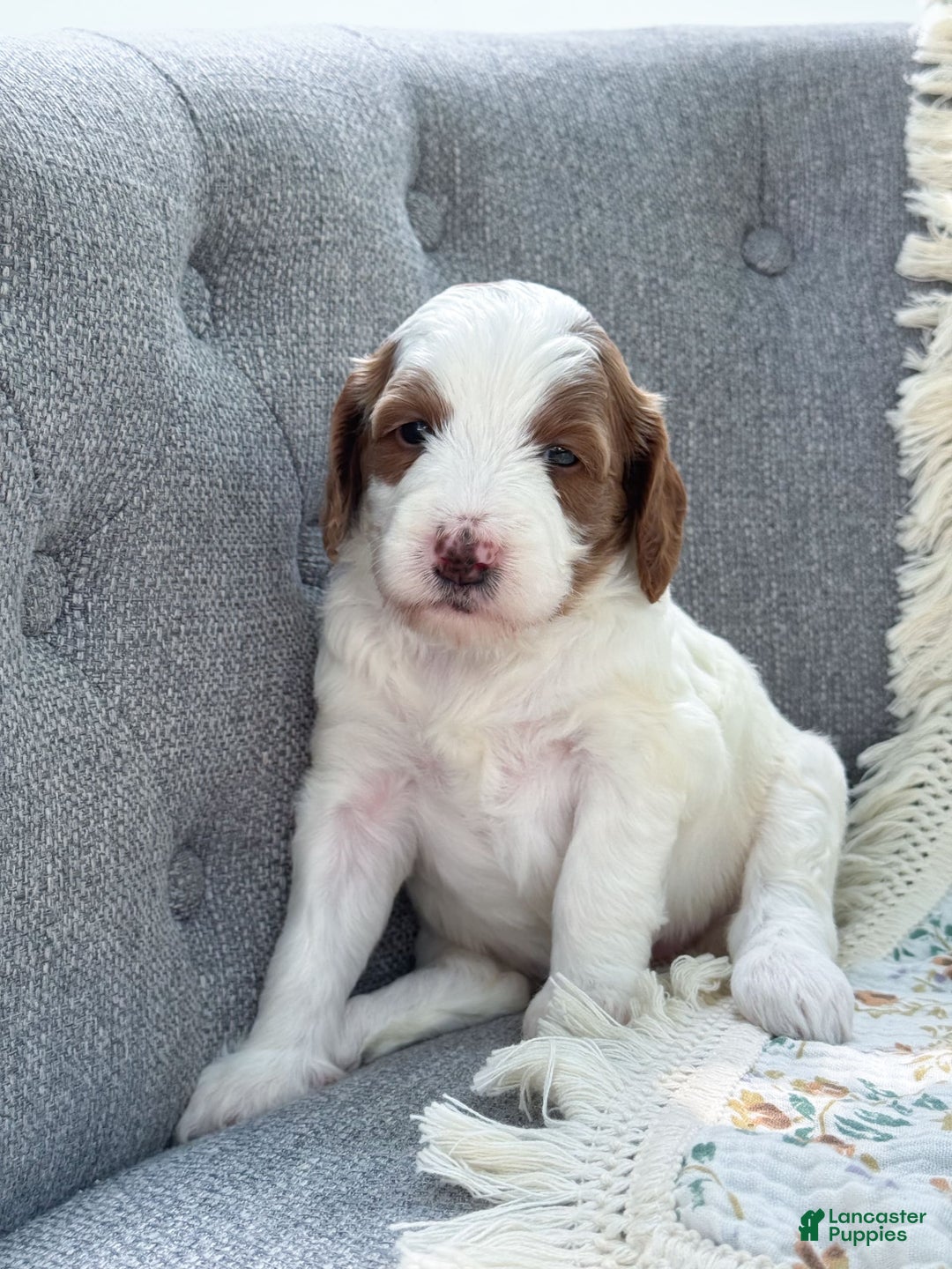 Goldendoodle dogs for sale: Alice - Image 14