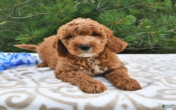 Mini Goldendoodle dogs for sale: Dakota - Image 16