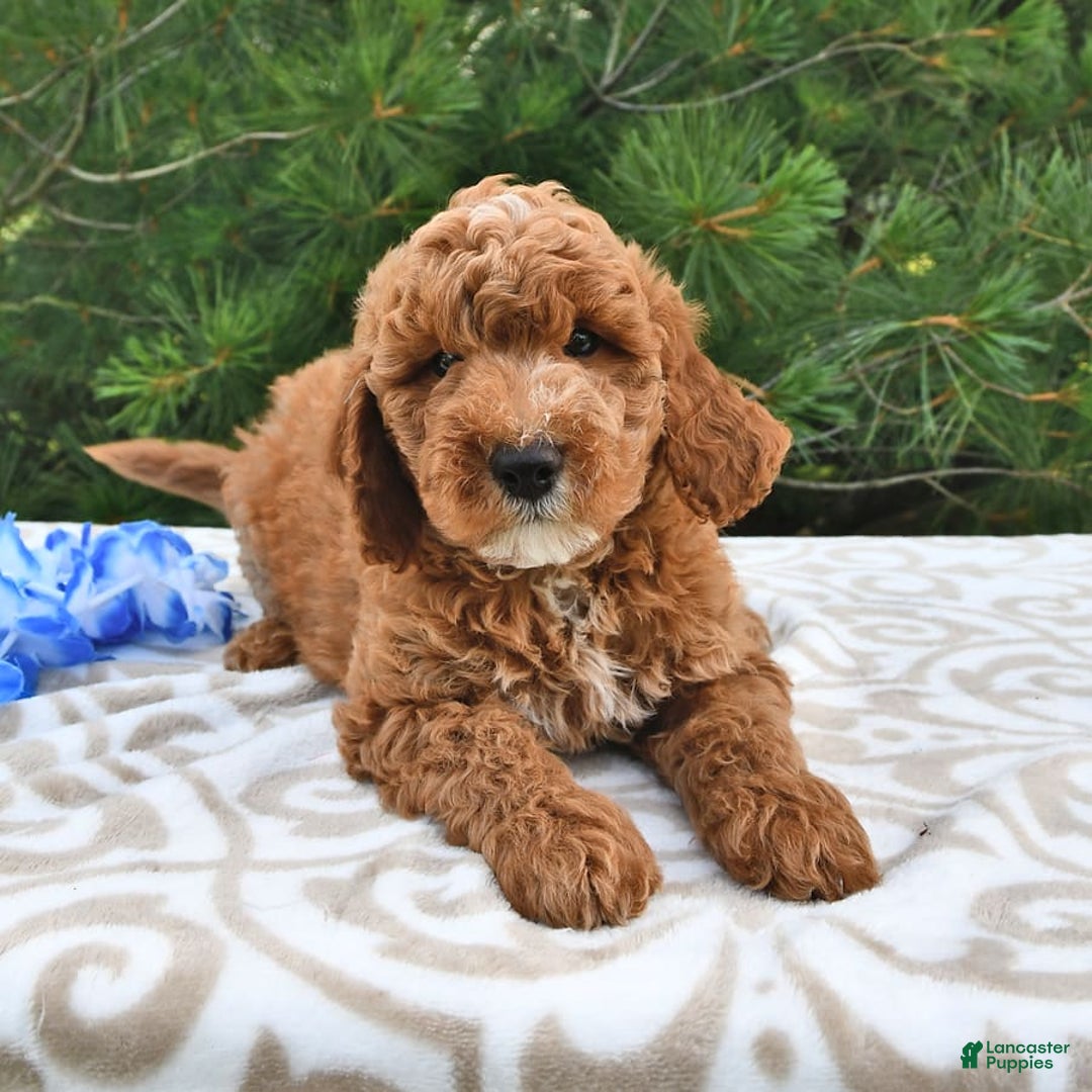 Mini Goldendoodle dogs for sale: Dakota - Image 16