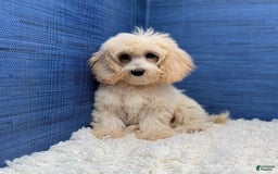 Maltipoo dogs for sale: Rebecca - Image 11