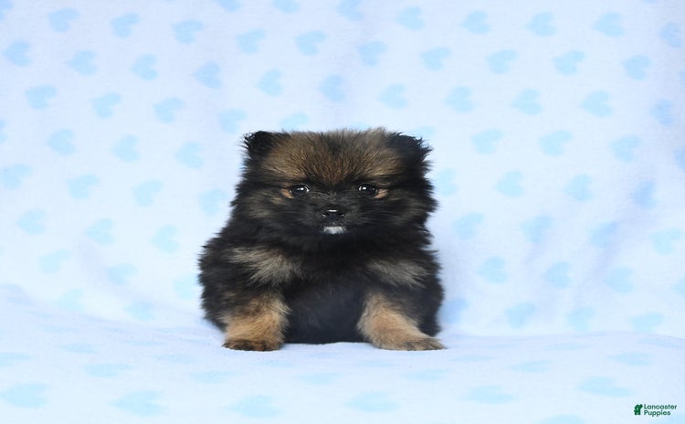 Pomeranian dogs for sale - Ad 1
