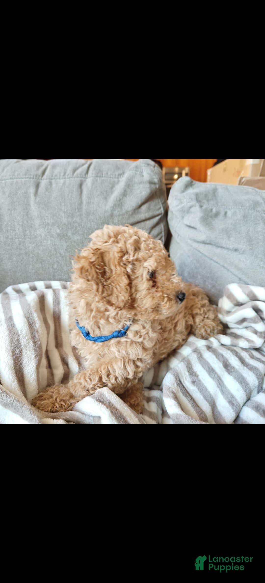 Miniature Poodle dogs for sale: Blue - Image 3