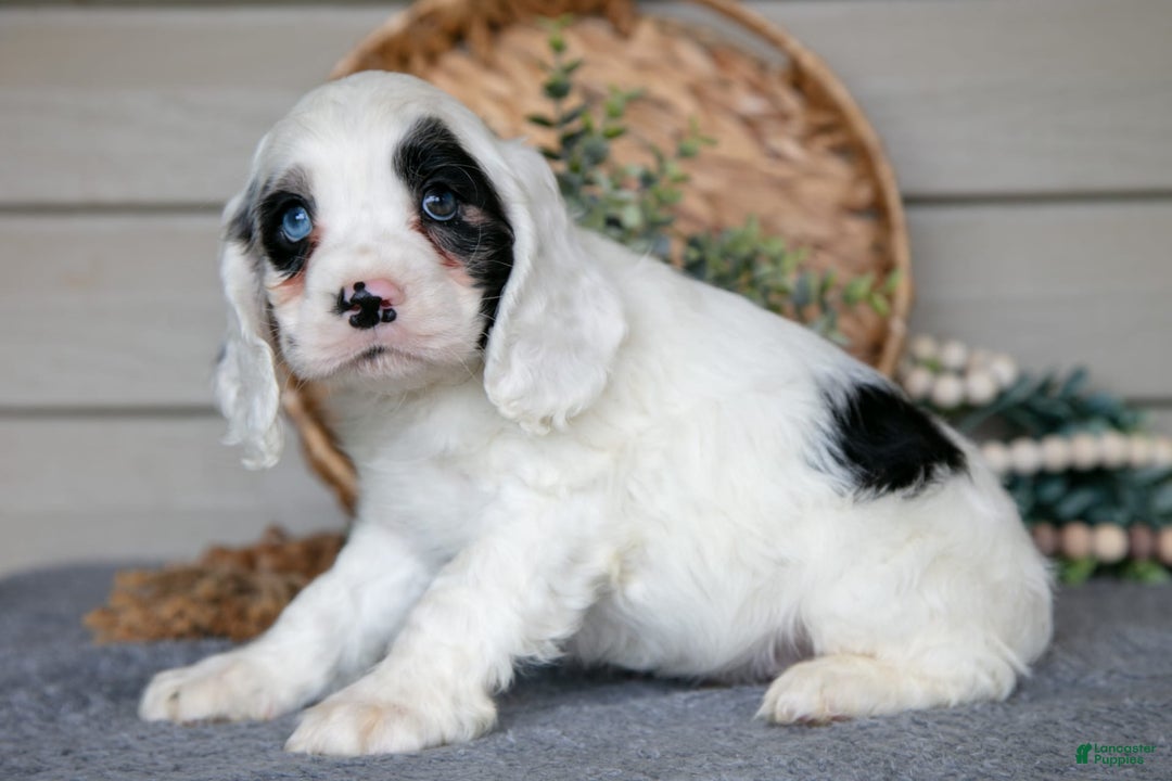 Cocker Spaniel dogs for sale: Jingles - Image 5