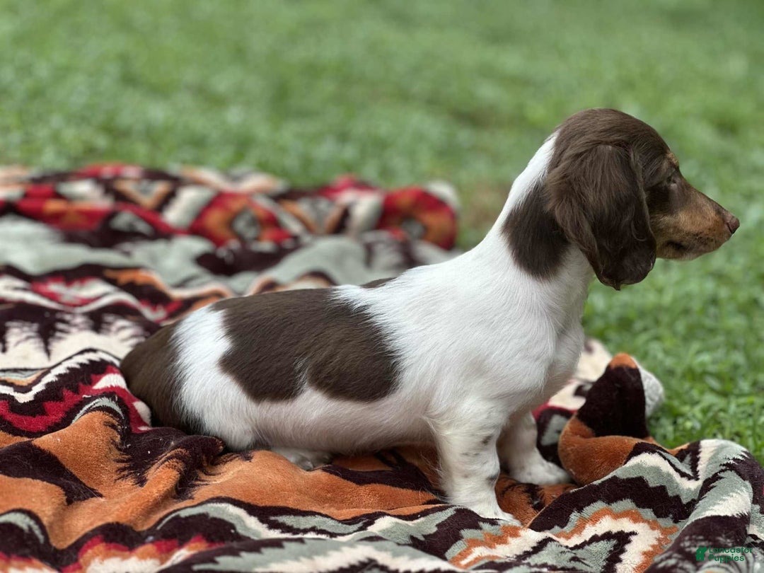 Miniature Dachshund dogs for sale: Rolo - Image 9
