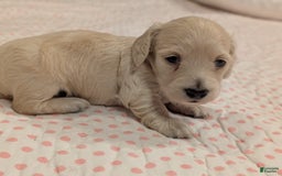 Miniature Dachshund dogs for sale: Berry Moon - Image 3