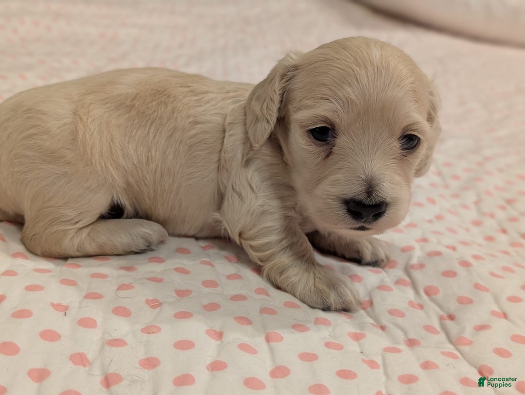 Miniature Dachshund dogs for sale: Berry Moon - Image 3