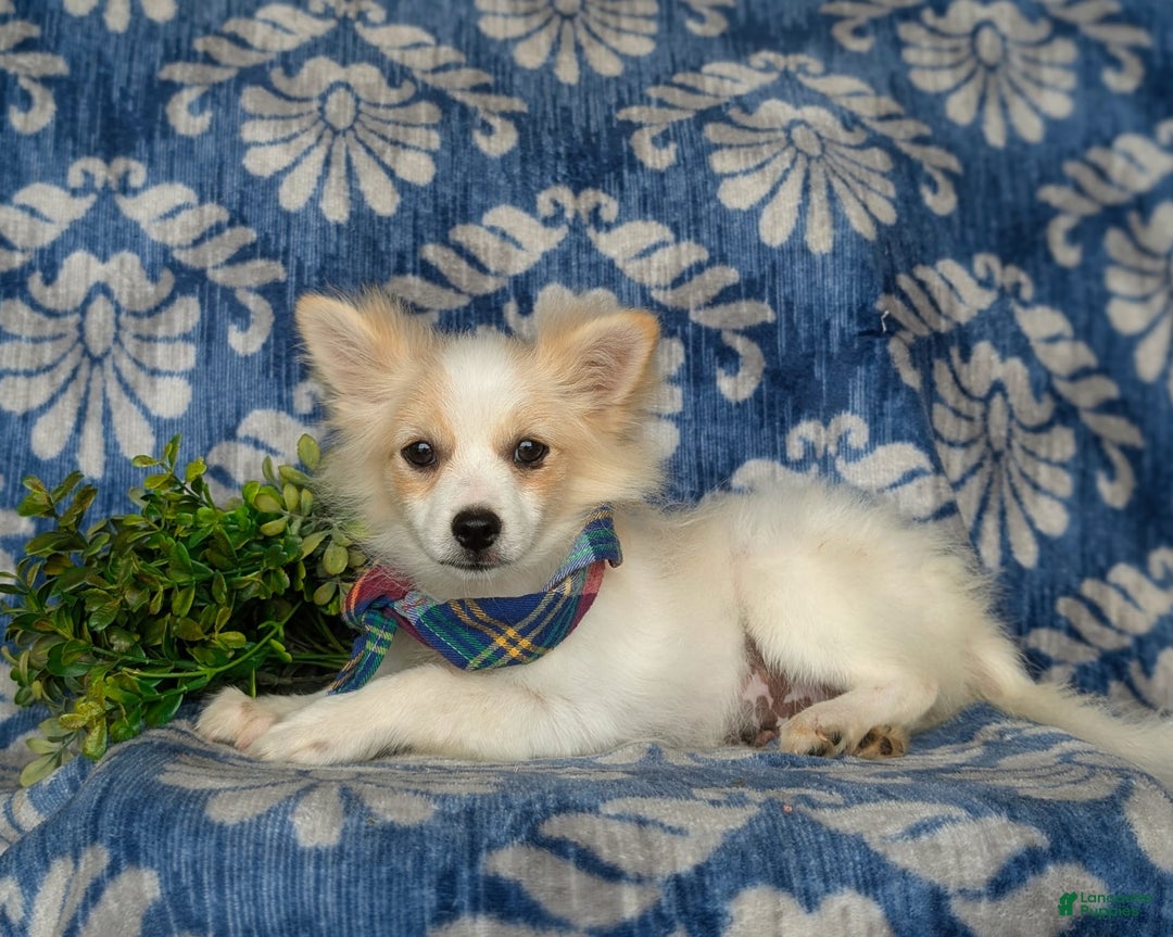Pomeranian dogs for sale: Keene - Image 3