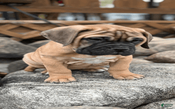 Bullmastiff dogs for sale: Maui - Image 1
