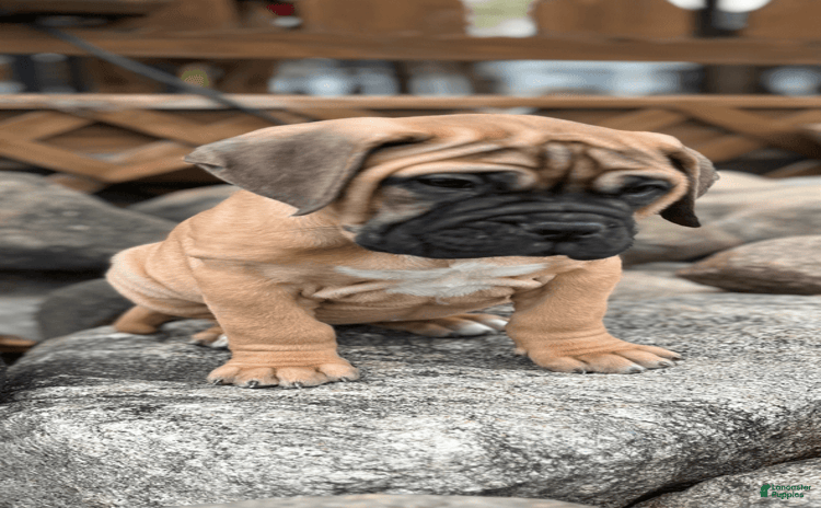 Bullmastiff dogs for sale - Ad 1