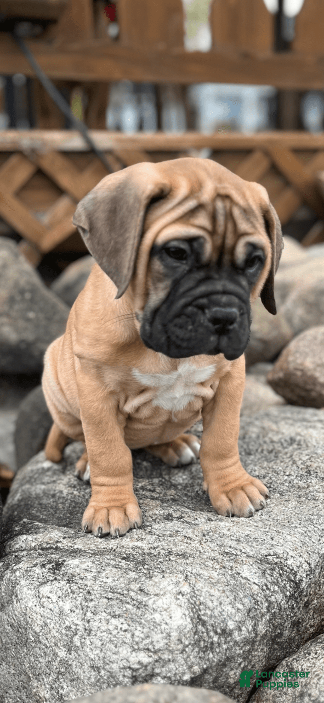 Bullmastiff dogs for sale: Maui - Image 1