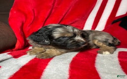 Mini Aussiedoodle dogs for sale: Canary - Image 6