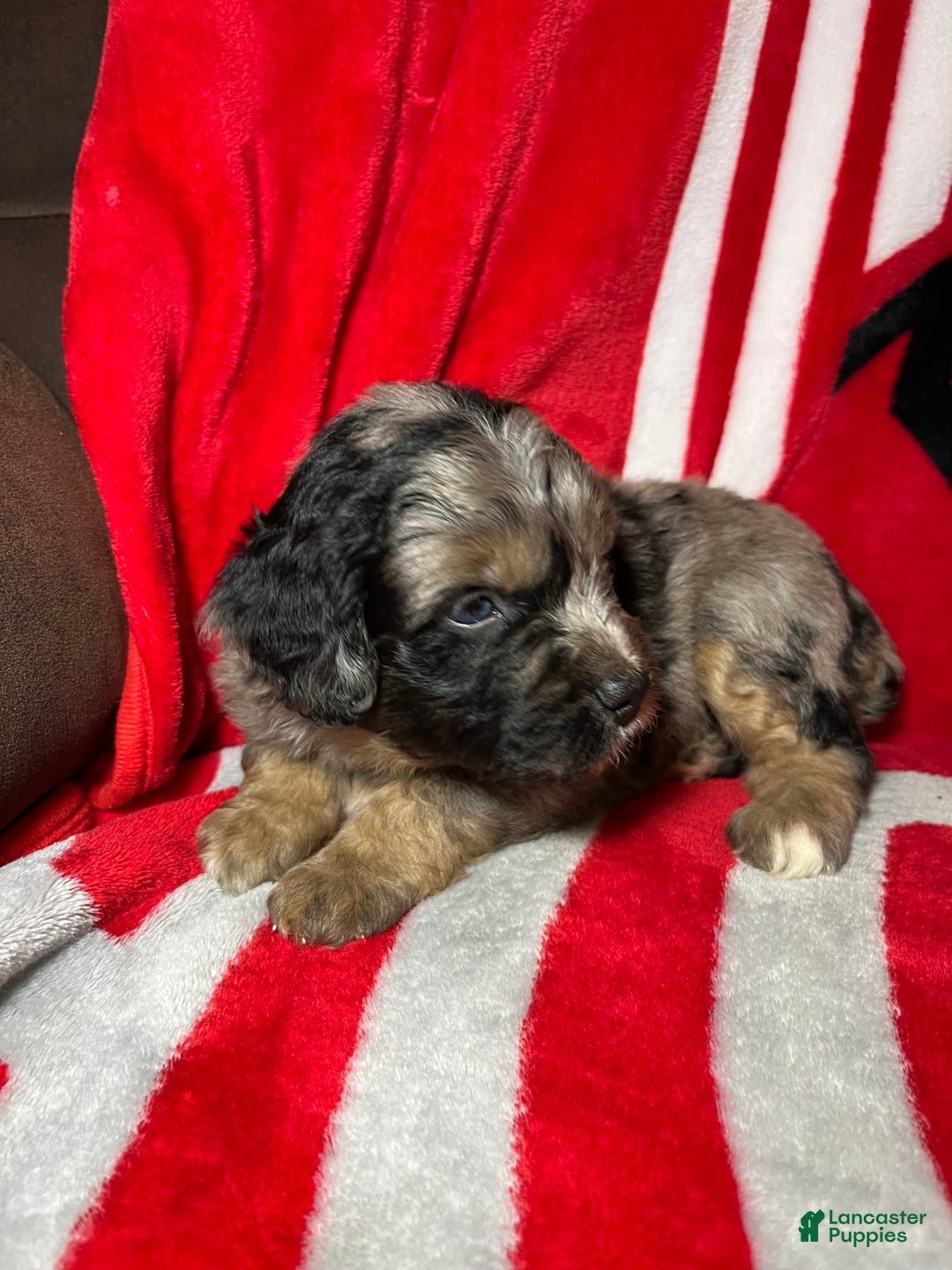 Mini Aussiedoodle dogs for sale: Canary - Image 6