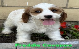 Cavapoo dogs for sale: Freddie - Image 1