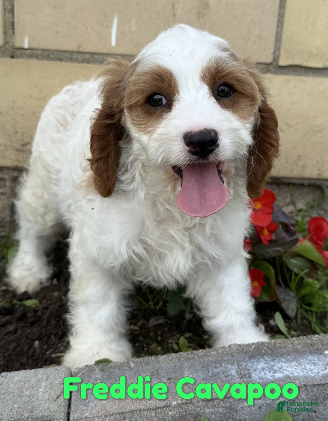 Cavapoo dogs for sale: Freddie - Image 1