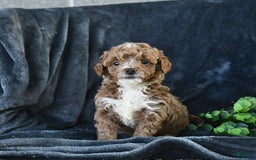 Mini Goldendoodle dogs for sale: Lilac - Image 9