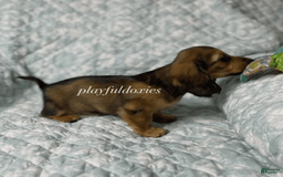 Dachshund dogs for sale: Shaded Cream Male - Image 20