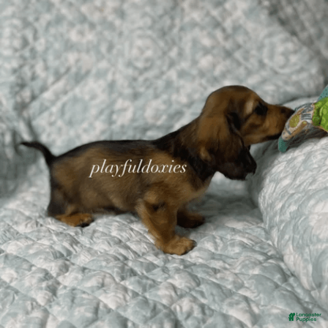Dachshund dogs for sale: Shaded Cream Male - Image 20