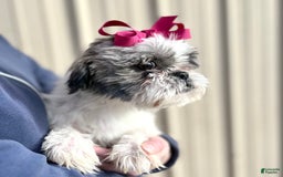 Shihpoo dogs for sale: Kyle - Image 3
