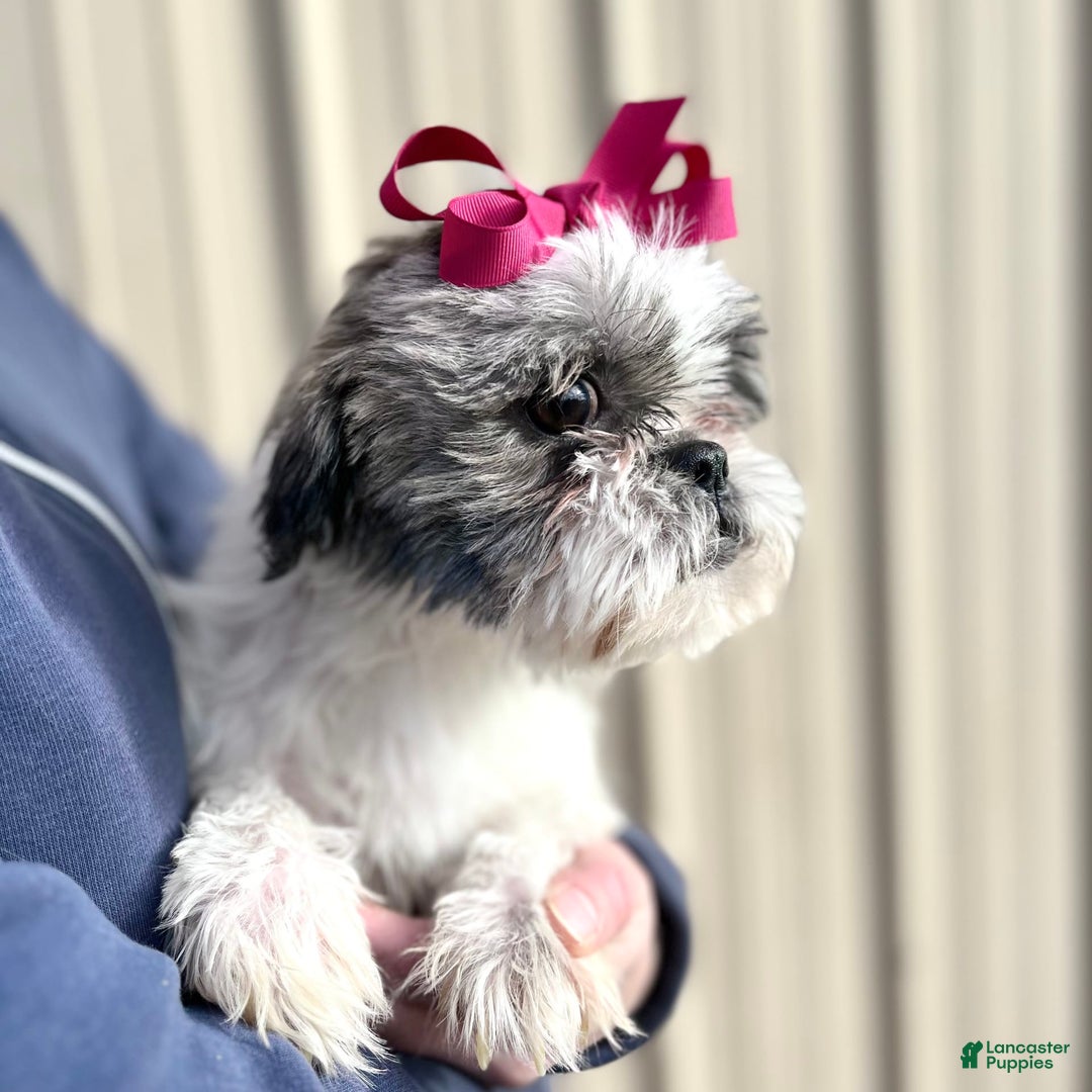 Shihpoo dogs for sale: Kyle - Image 3