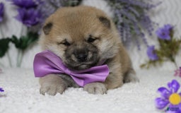 Shiba Inu dogs for sale: Larry - Image 62