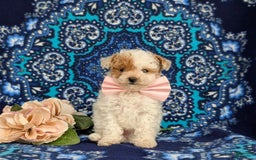 Toy Poodle dogs for sale: Francesca Teacup 4 Lbs Full Grown - Image 4