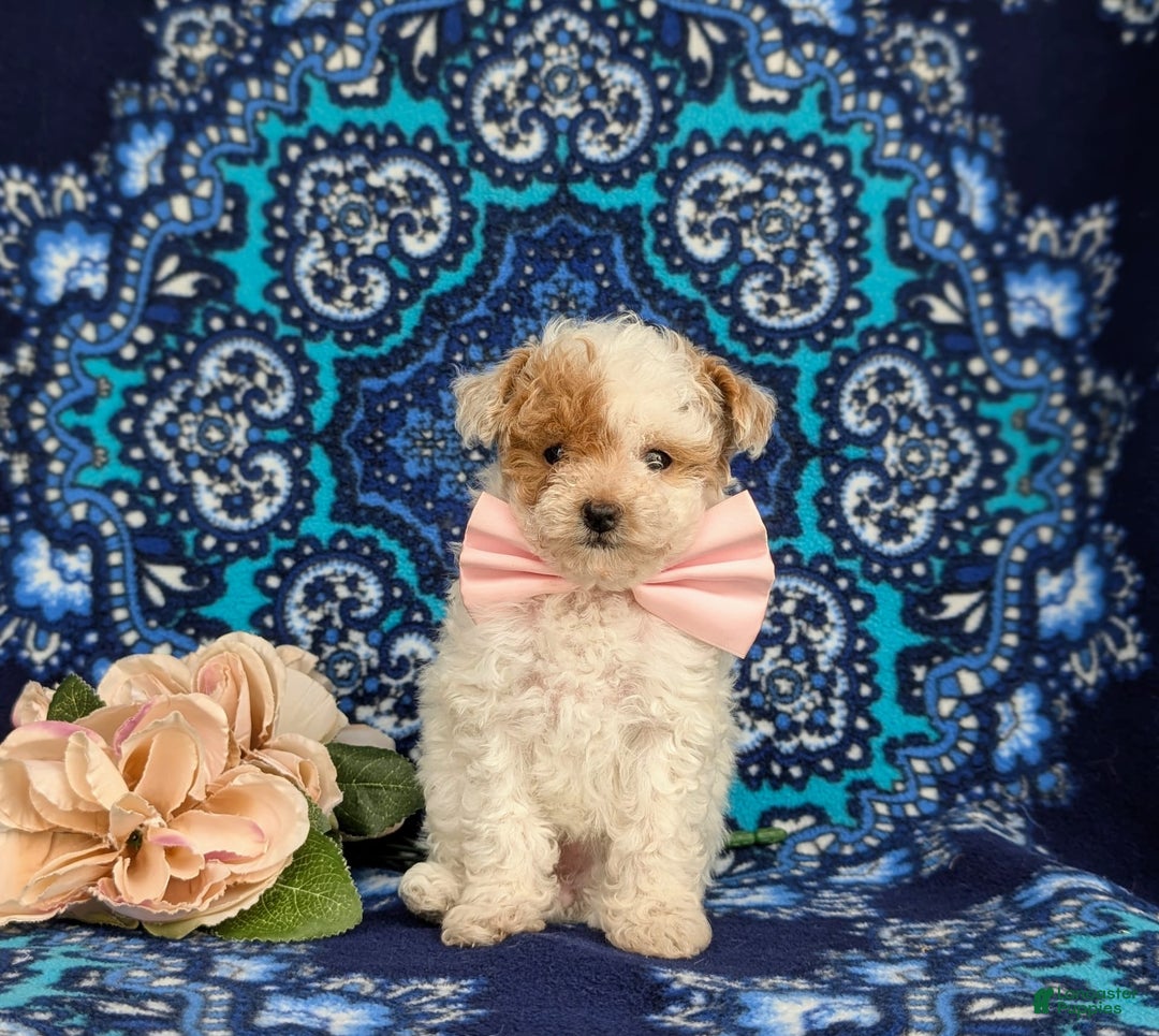 Toy Poodle dogs for sale: Francesca Teacup 4 Lbs Full Grown - Image 4