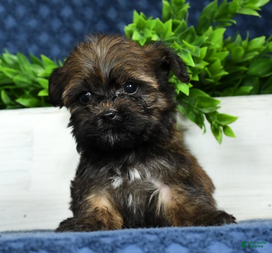 Havapoo dogs for sale: Wendell - Image 4