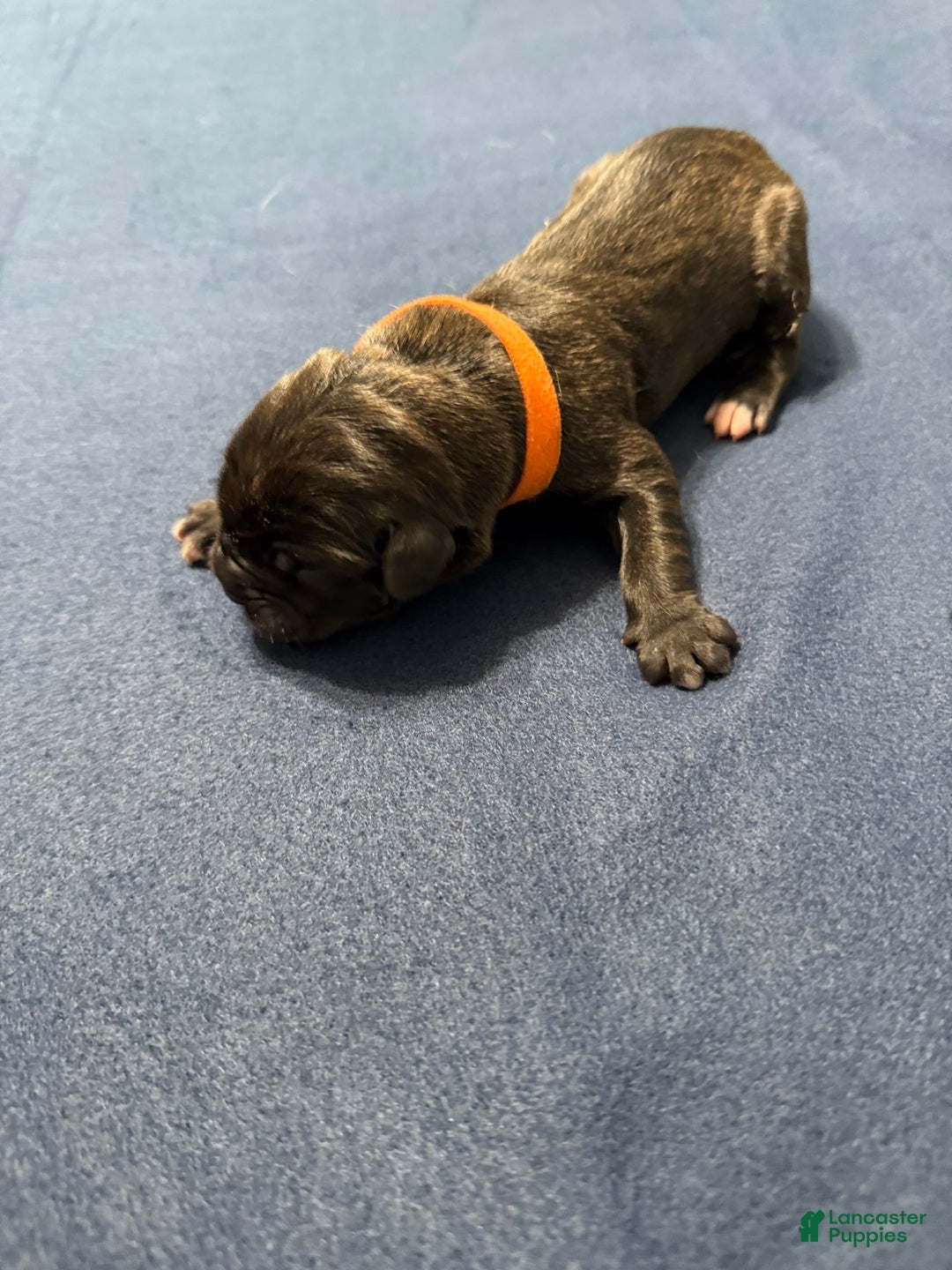 Cane Corso dogs for sale: Soni - Image 3