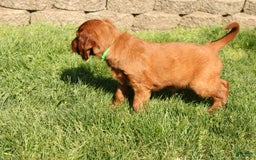 Irish Setter dogs for sale: Darwin - Image 3