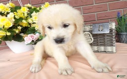 Golden Retriever dogs for sale: Golden Retriever 4 puppies - Image 5